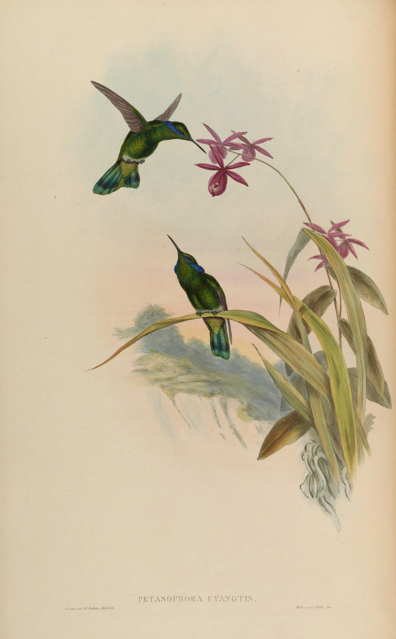 Petasophora cyanotus = Colibri thalassinus cyanotus de John Gould