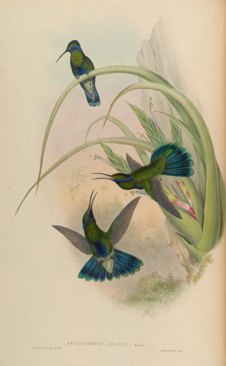 Petasophora iolatus = Caemmun intermitente iolatus de John Gould