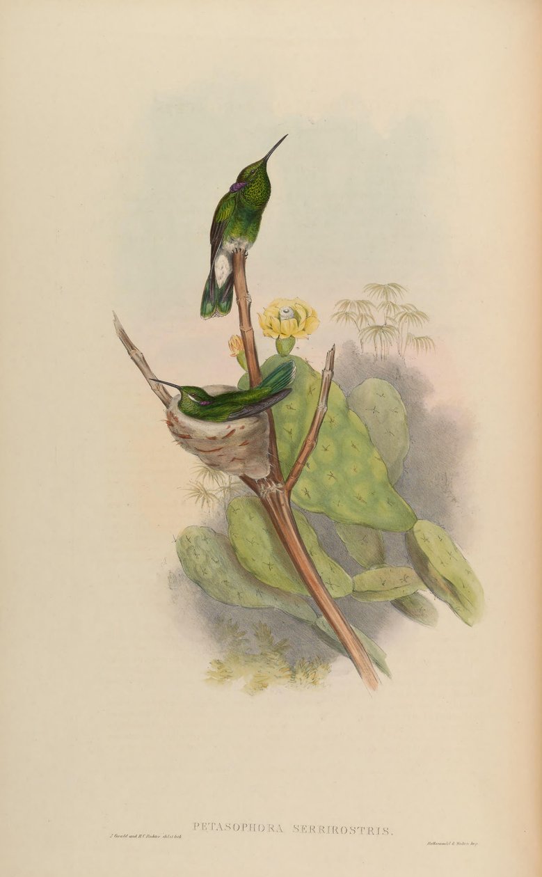 Petasophora serrirostris = Colibri serrirostris de John Gould