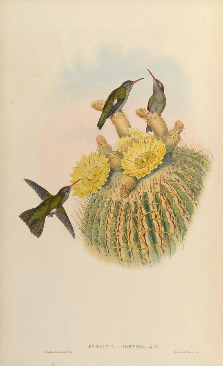 Phaeoptilum sujo sujo = Cynanthus de John Gould