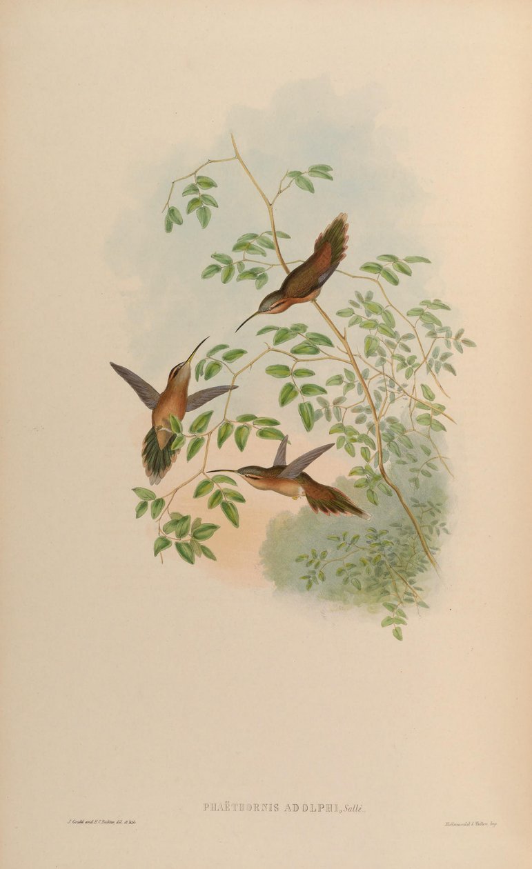 Adolphi = Phaethomis Phaethomis striigularis satisfeito; de John Gould