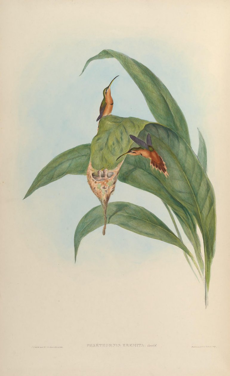 Eremita Phaethomis Phaethomis vermelho = vermelho de John Gould