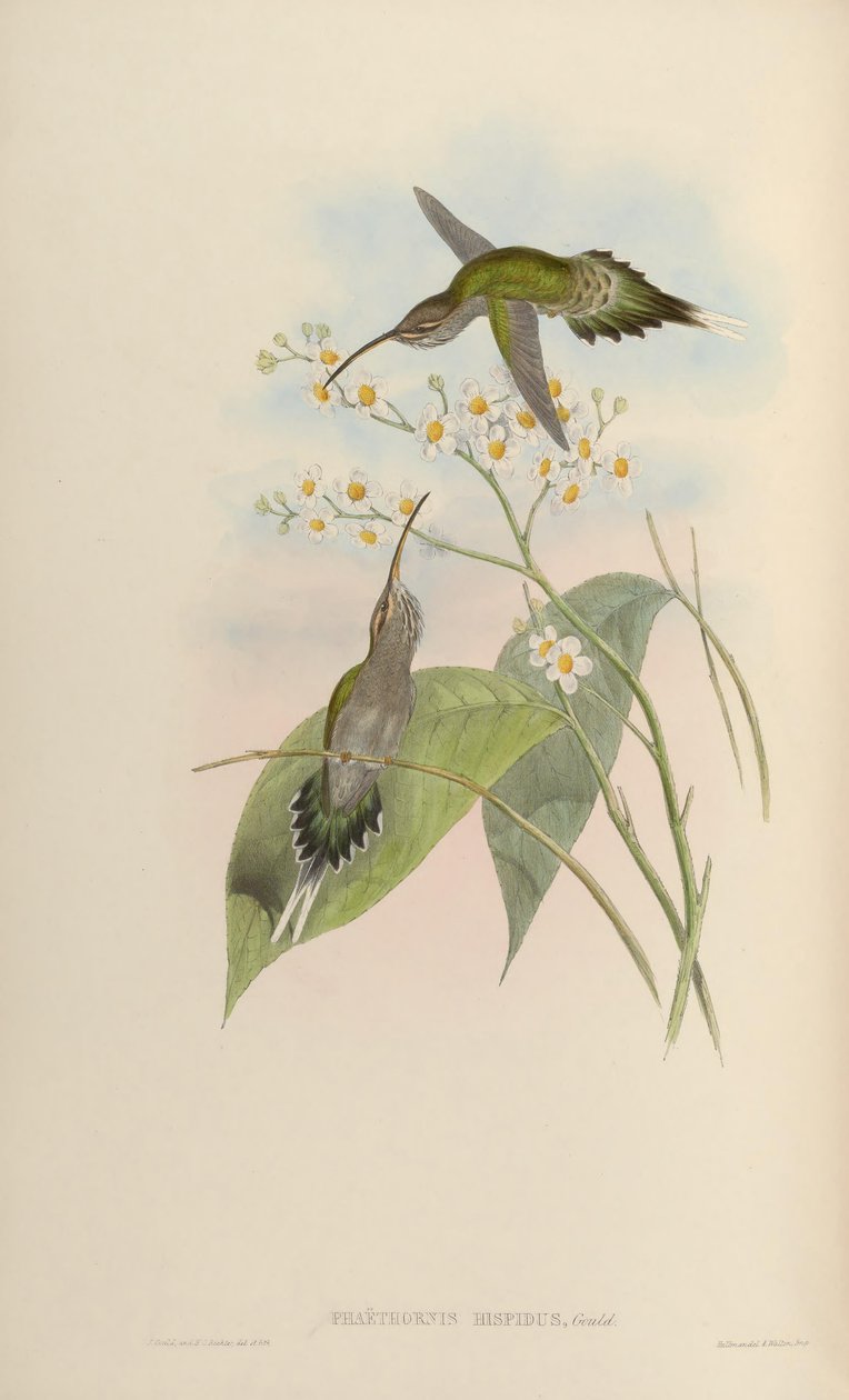 Phaethornis hispidus de John Gould