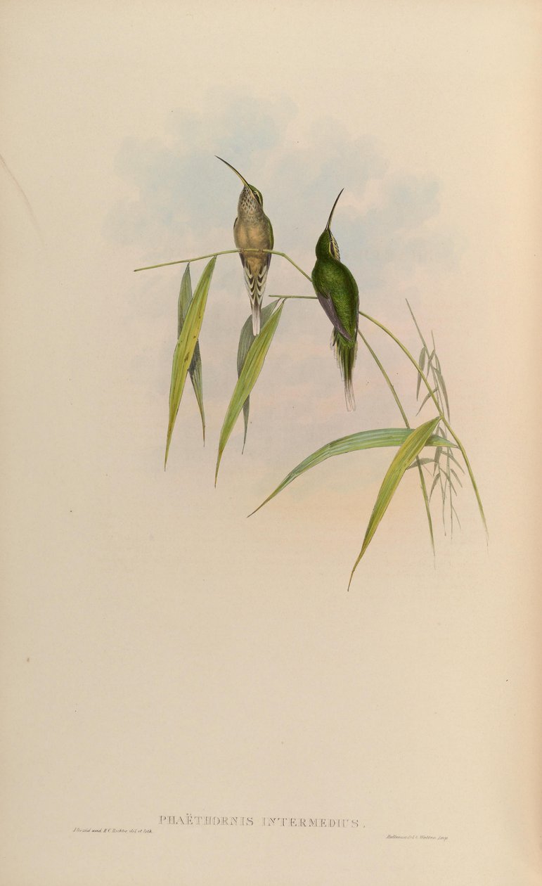 Phaethornis intermedius = Phaethornis squalidus de John Gould