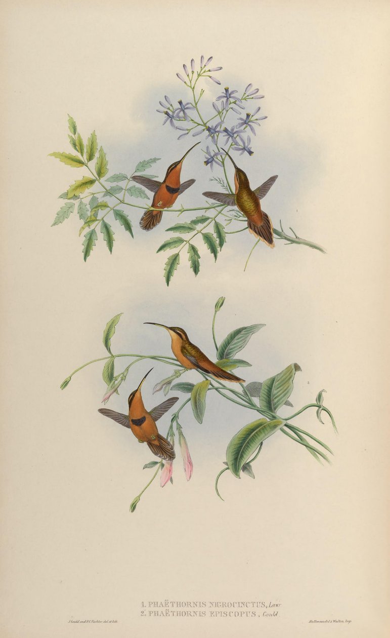 Phaethornis nigricinctus = Phaethornis ruber nigricinctus de John Gould