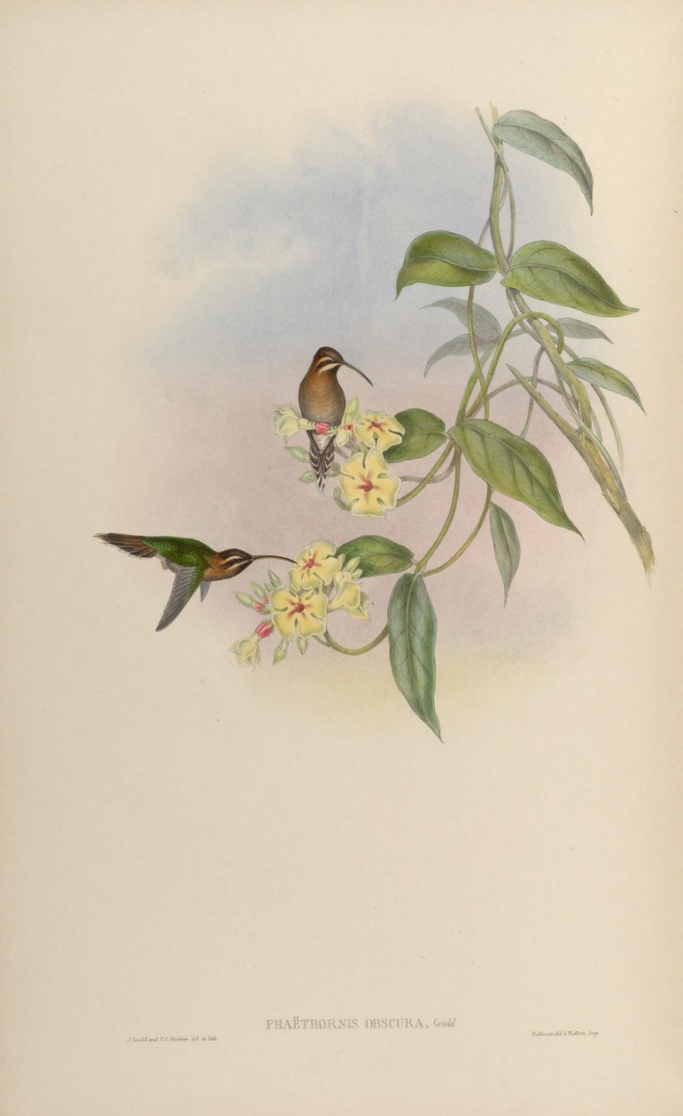 Phaethornis obscura = Phaethornis idaliae de John Gould