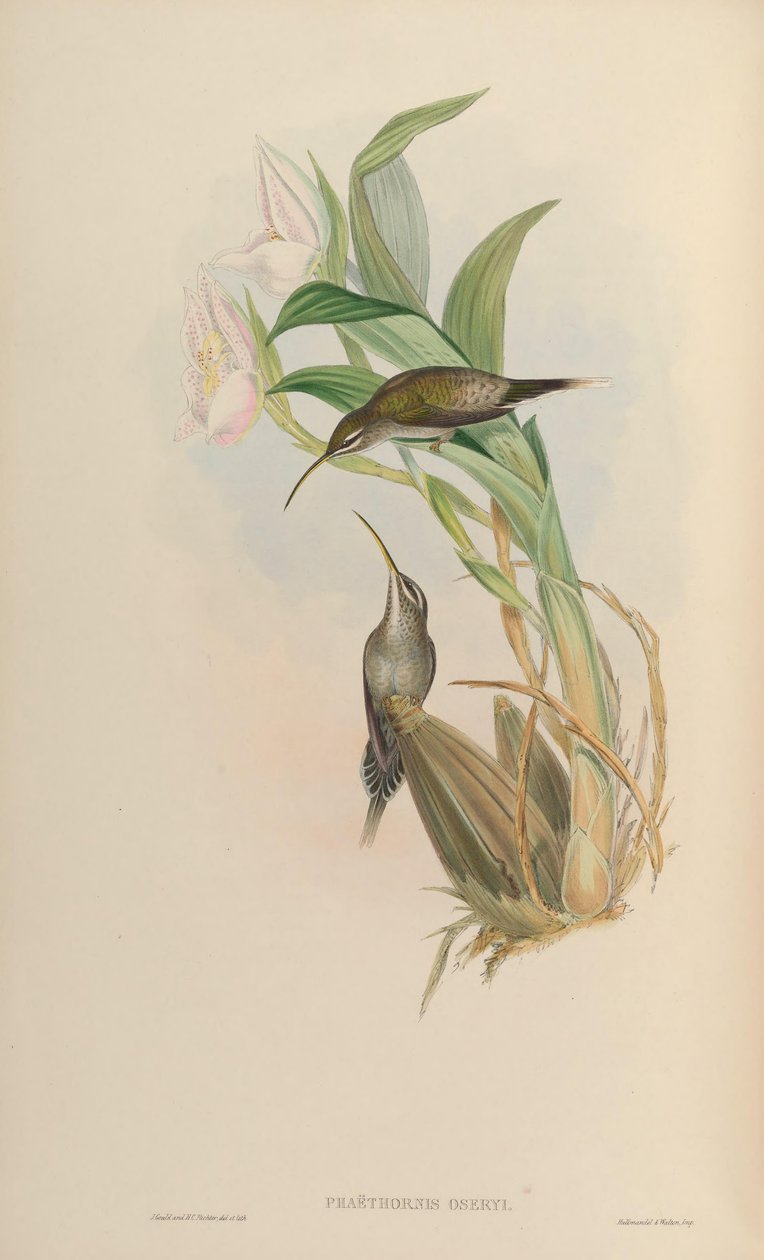 Phaethornis oseryi = Phaethornis hispidus de John Gould