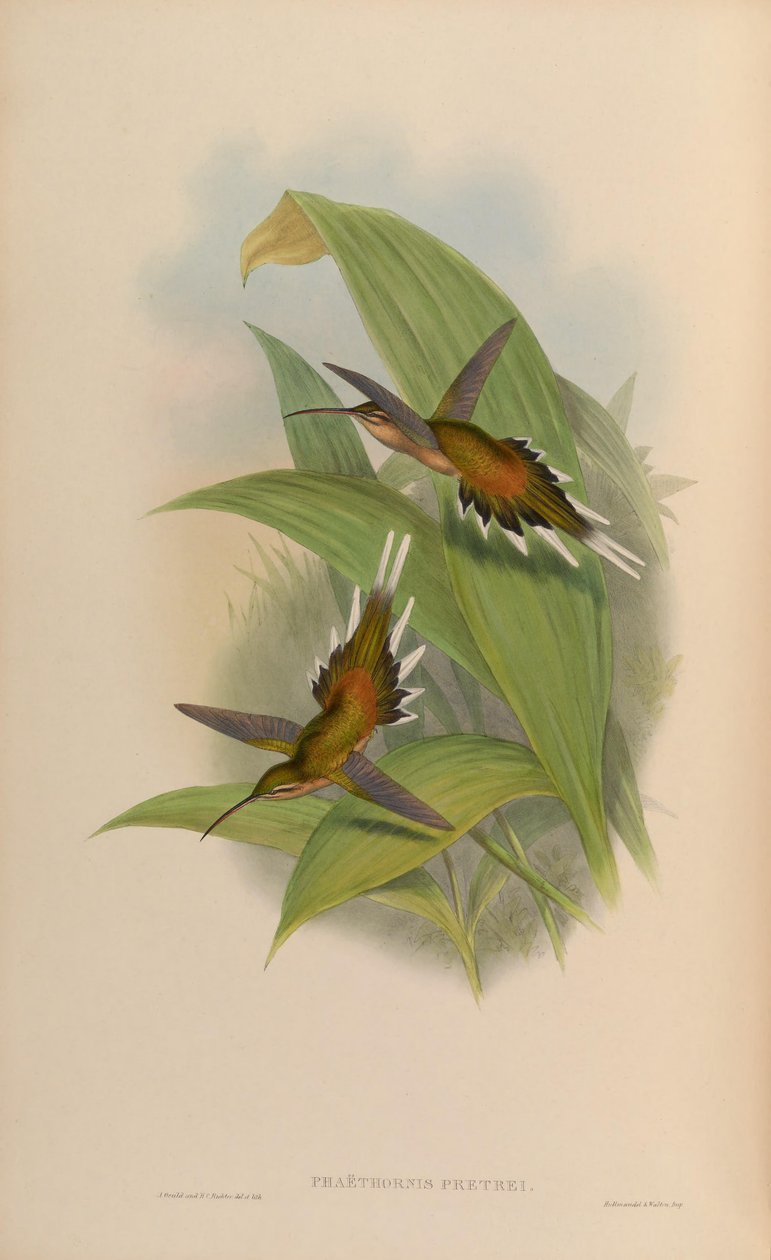 Phaethornis pretrei de John Gould