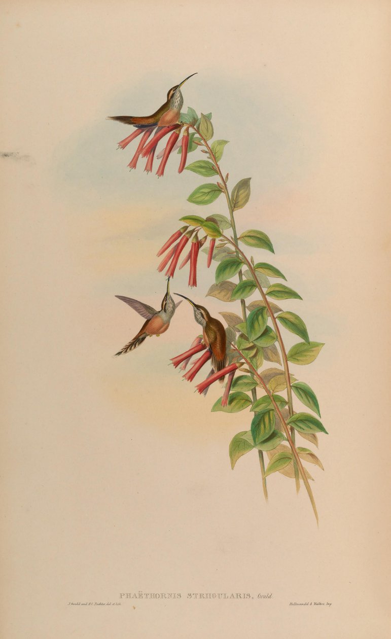 Phaethornis striigularis de John Gould
