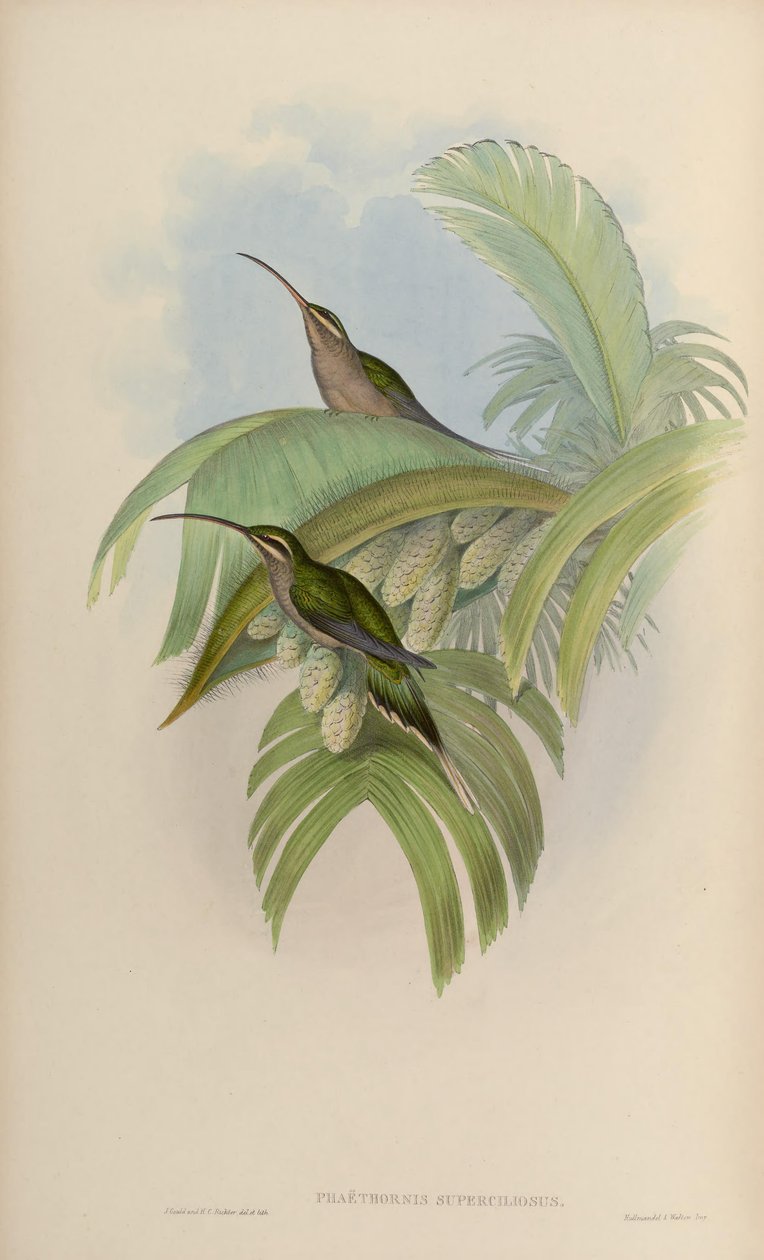 Phaethornis superciliosus de John Gould
