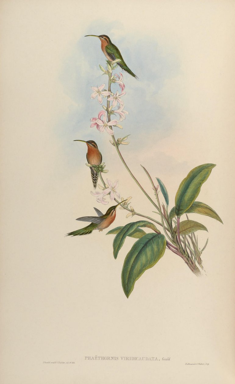 Phaethornis viridicaudata = Phaethornis idaliae de John Gould