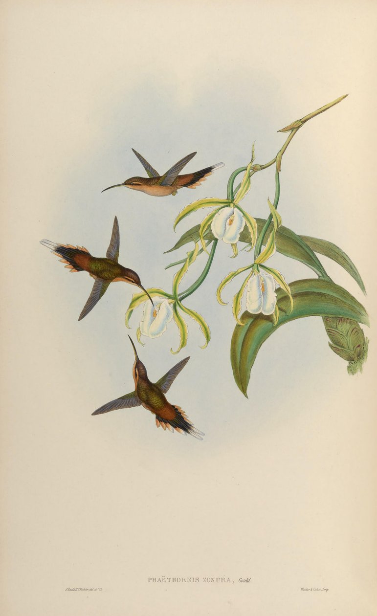 Phaethornis zonura = Phaethornis griseogularis zonura de John Gould