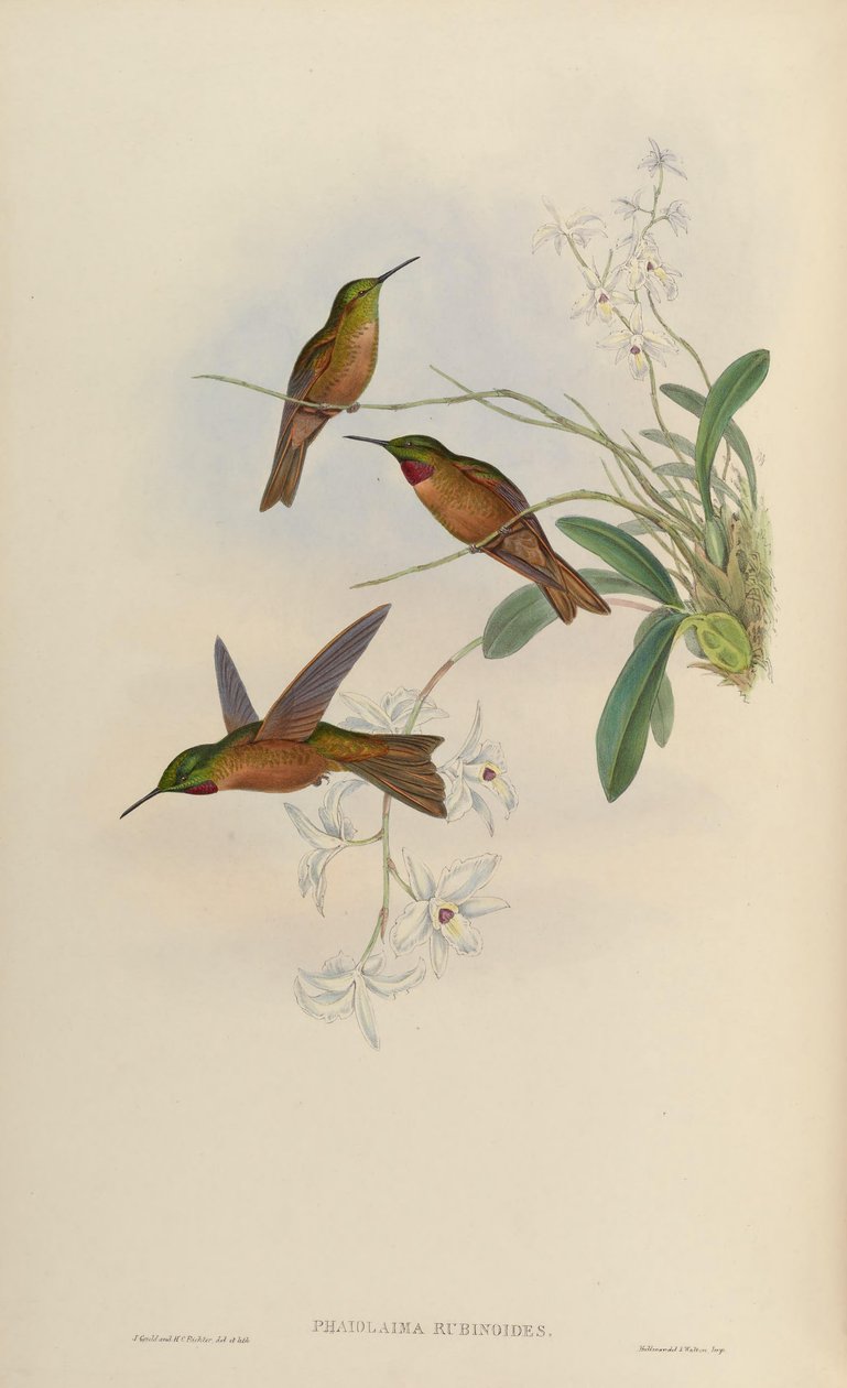 Rubinoides de Phaiolaema = Rubinoides de Heliodoxa de John Gould
