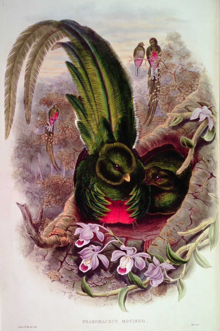 Pharomachrus Mocinno, gravado por T. Walter de John Gould