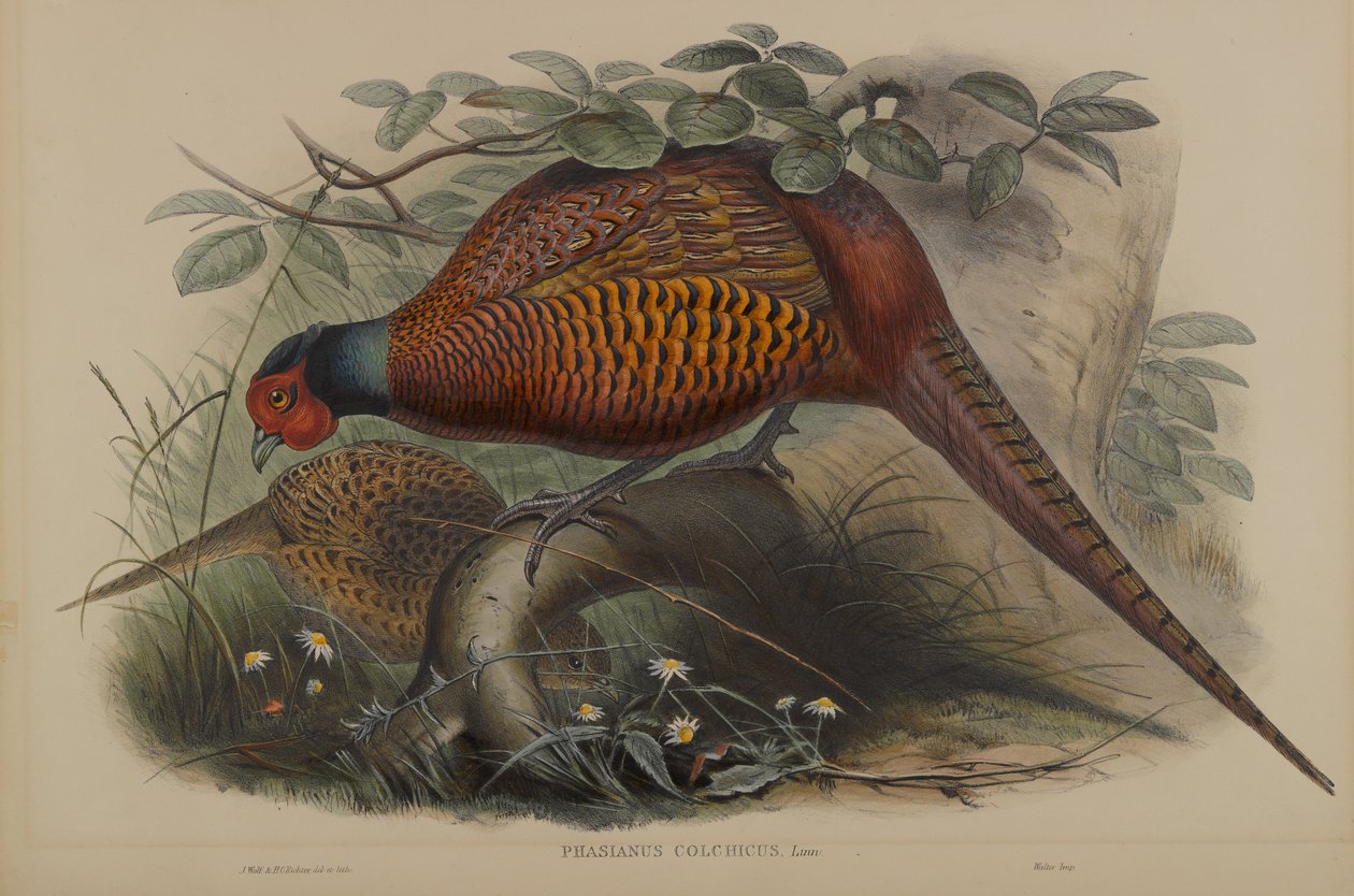 Phasianus Colchicus: Faisão Comum de John Gould