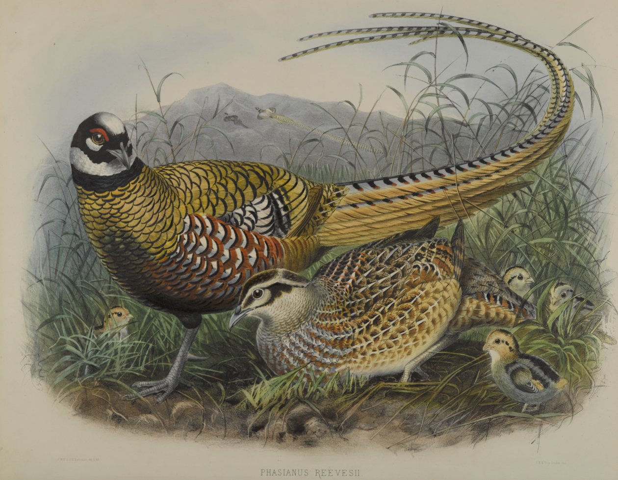 Phasianus Reevesii: Reeves Pheasant de Joseph Smit