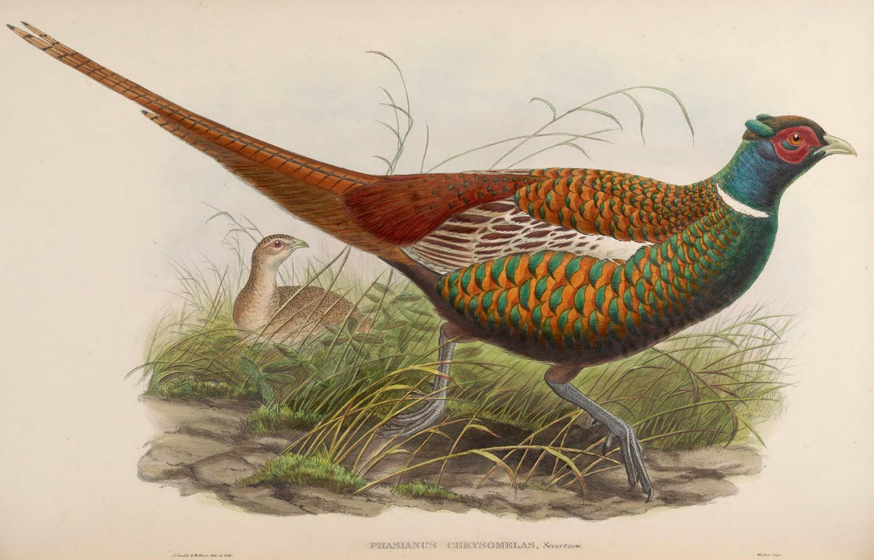 Chrysomelas de Phasianus = Phasianus colchicus chrysomelas de John Gould