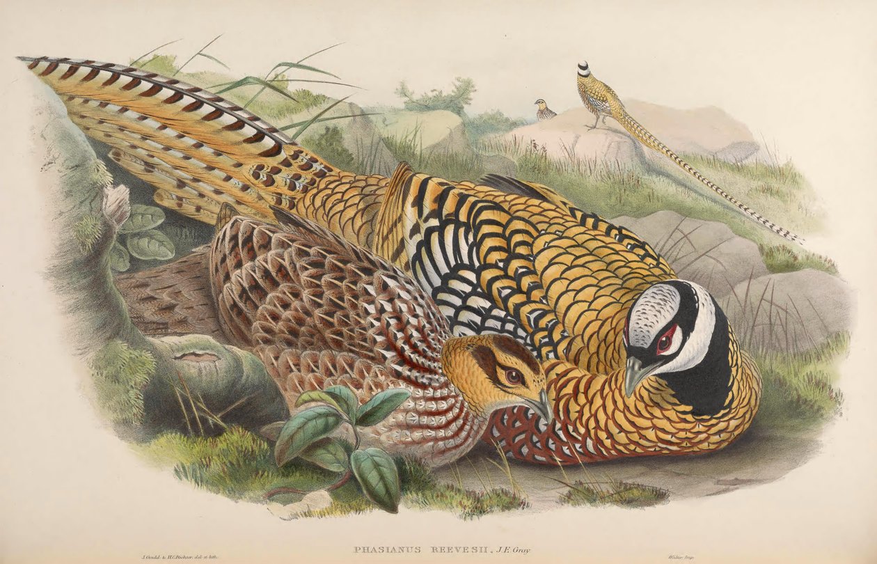 Phasianus reevesii de John Gould