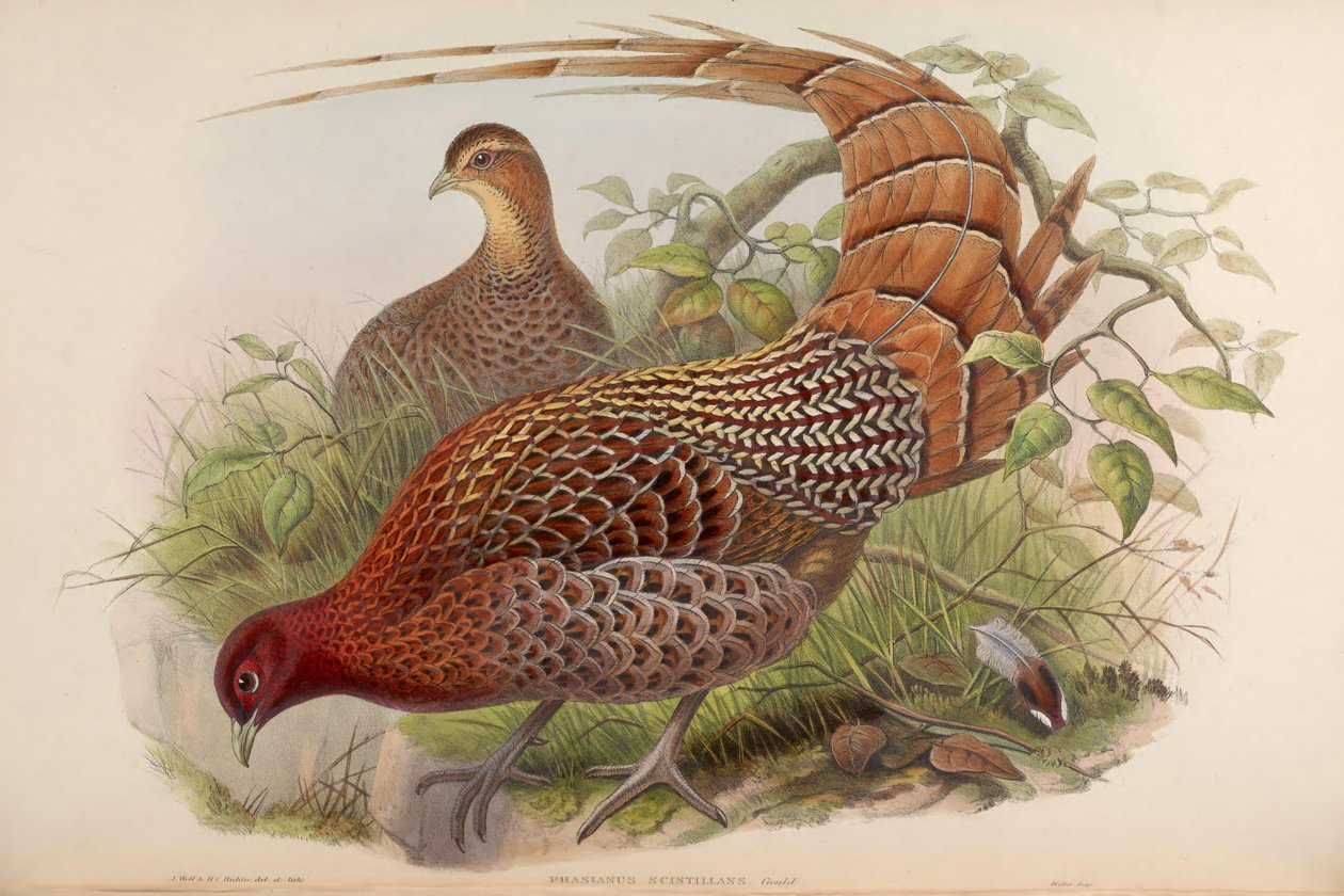 Cintilantes de Phasianus = Syrmaticus soemmerringii scintillans de John Gould