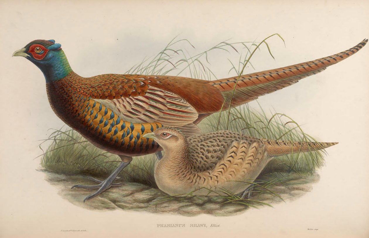Phasianus shawii = Phasianus colchicus shawii de John Gould