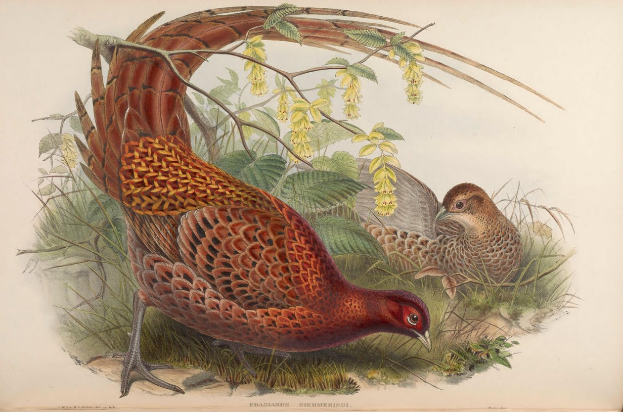 Phasianus soemmeringii = Syrmaticus soemmerringii de John Gould