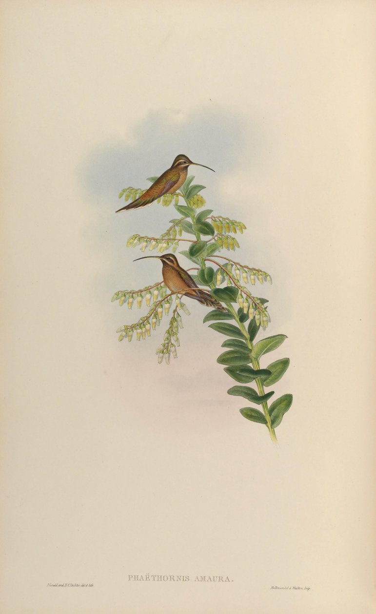 Phaethornis amaura = Phaethornis striigularis striigularis de John Gould