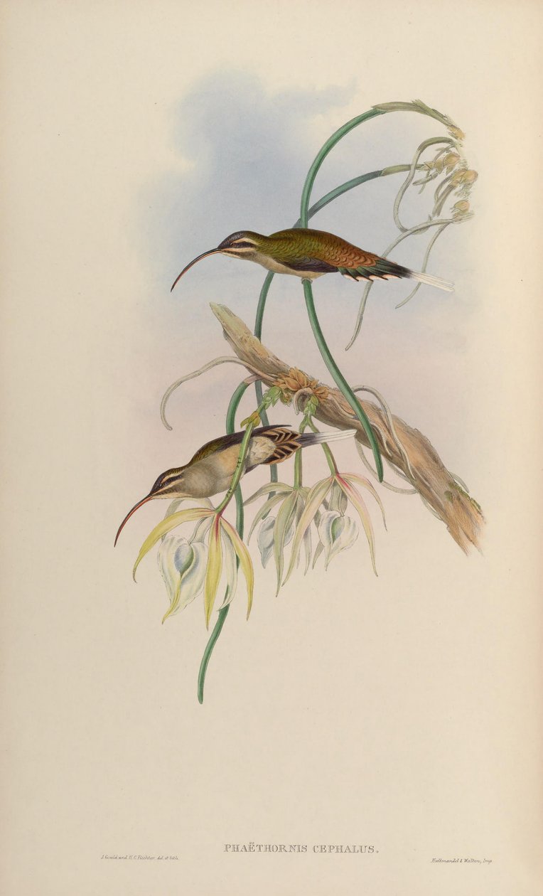 Phaethornis cephalus = Phaethornis longirostris longirostris de John Gould