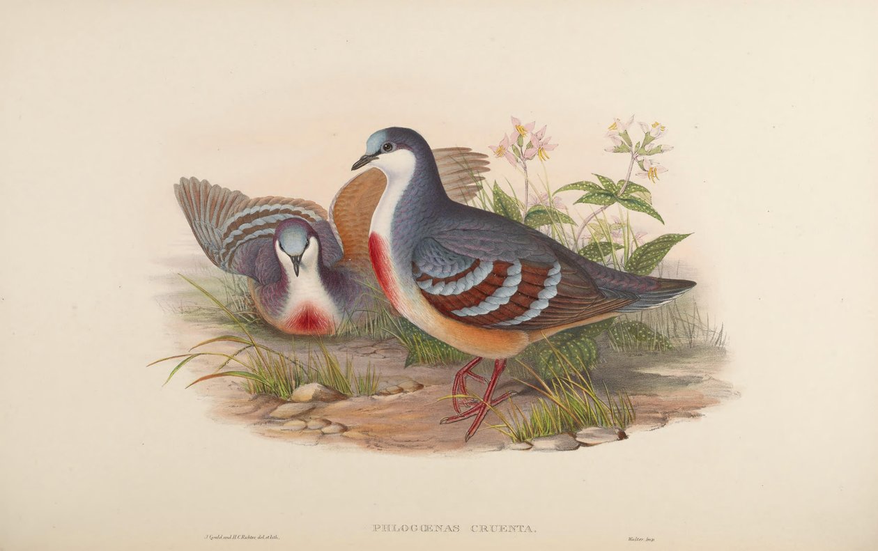 Phlogoenas cruenta = Gallicolumba luzonica de John Gould