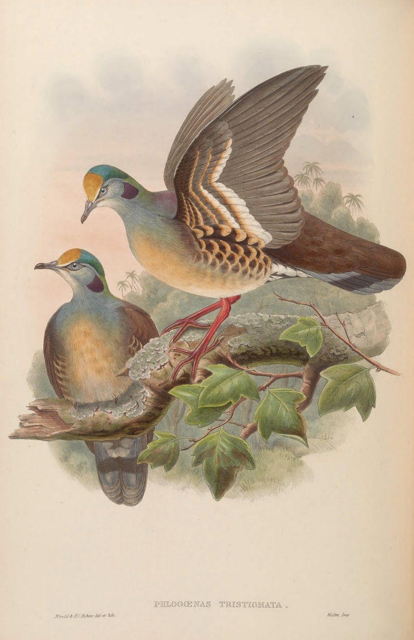 Phlogoenas tristigma = Gallicolumba tristigmata de John Gould