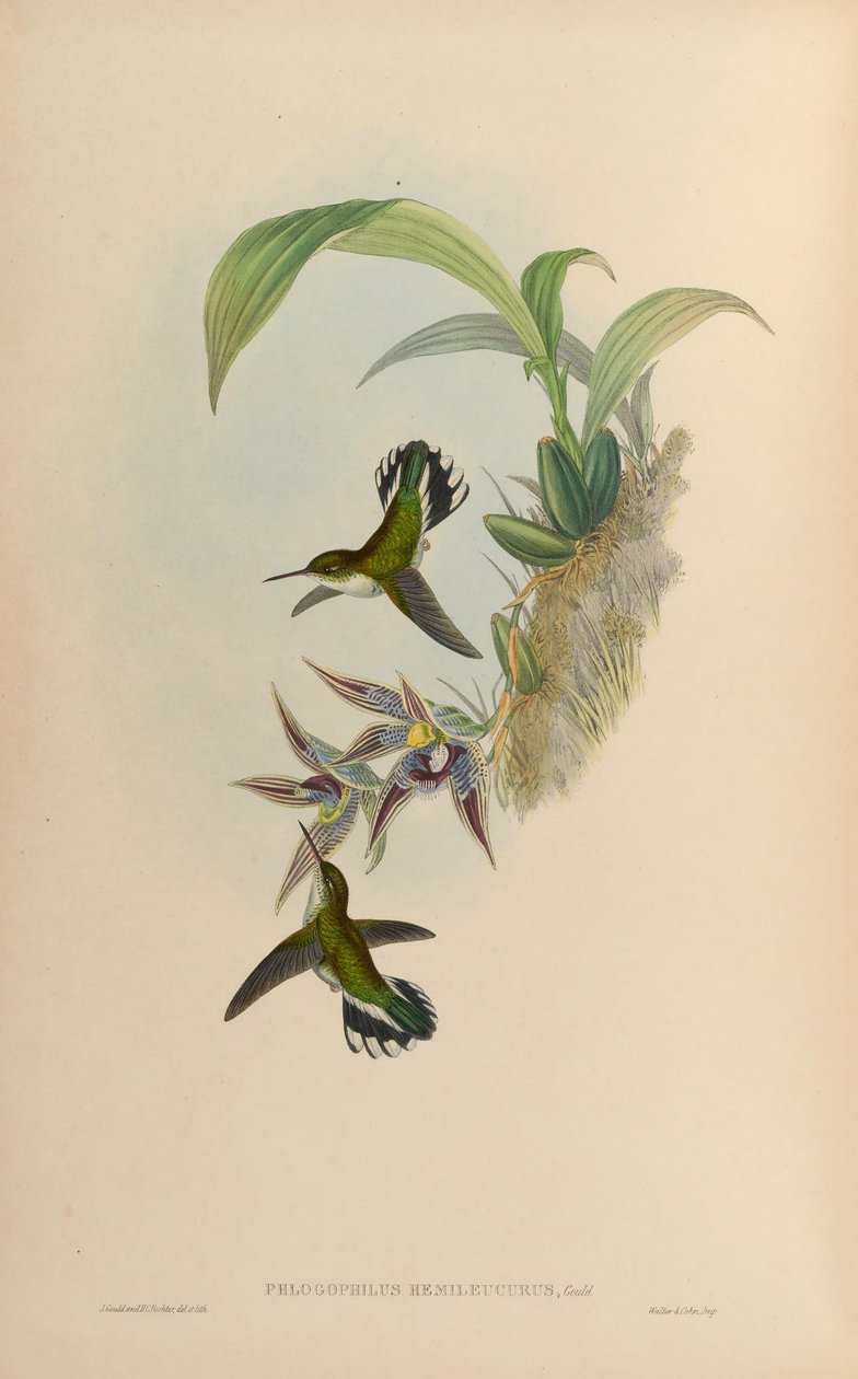 Phlophophilus hemileucurus em Paphinia cristata (orquídea) de John Gould