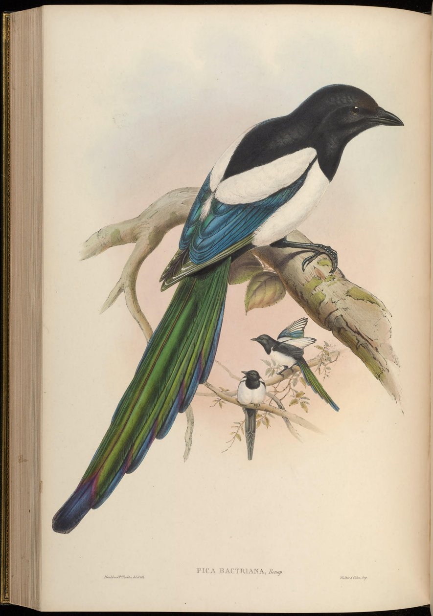 Pica Bactriana = Pica Bactrica de John Gould