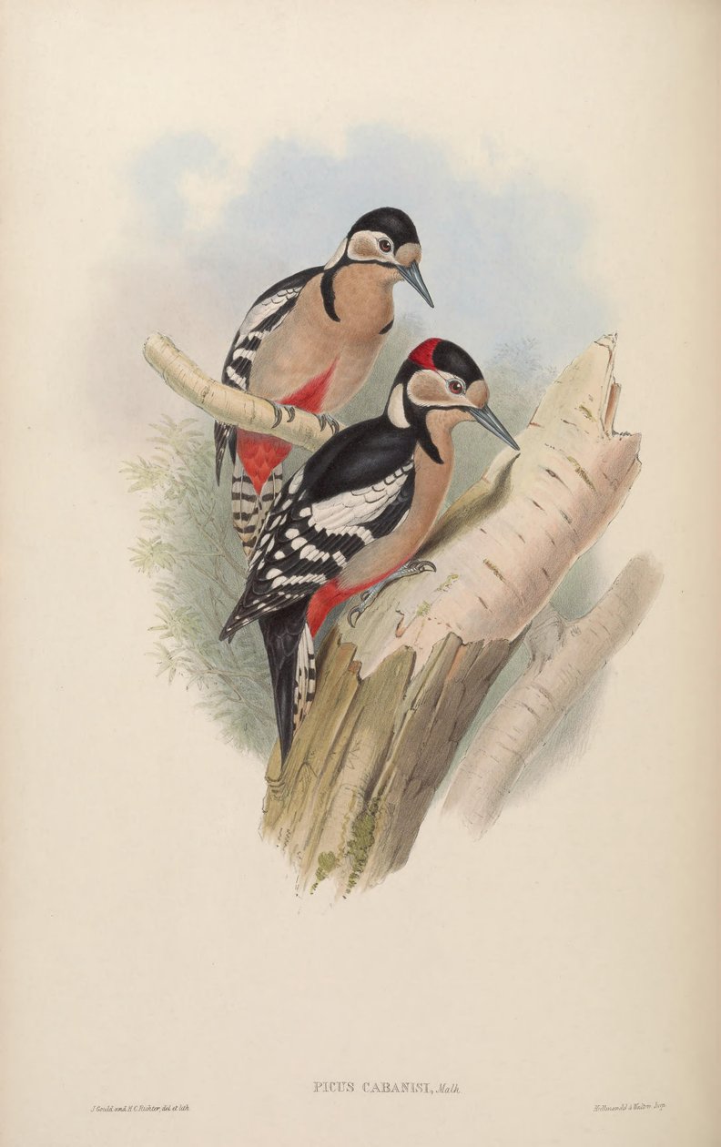 Picus cabanisi = Dendrocopos major cabanisi de John Gould