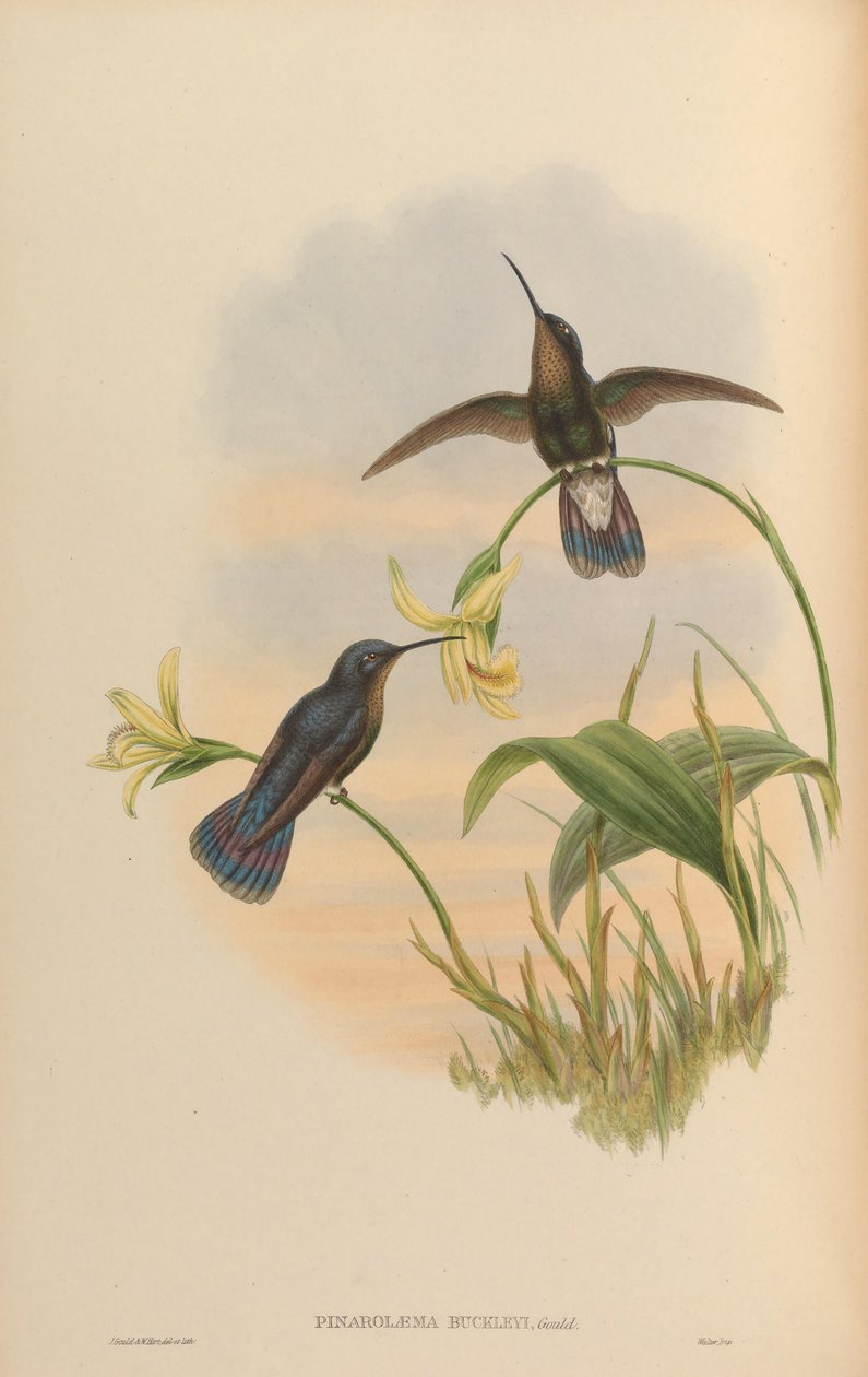Pinarolaema buckleyi = intermitente, piscando Caemmun de John Gould