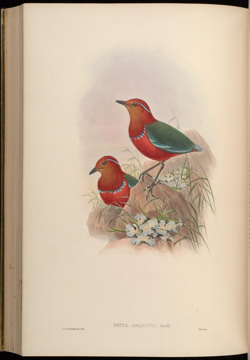 Pitta arquata = Erythropitta arquata de John Gould