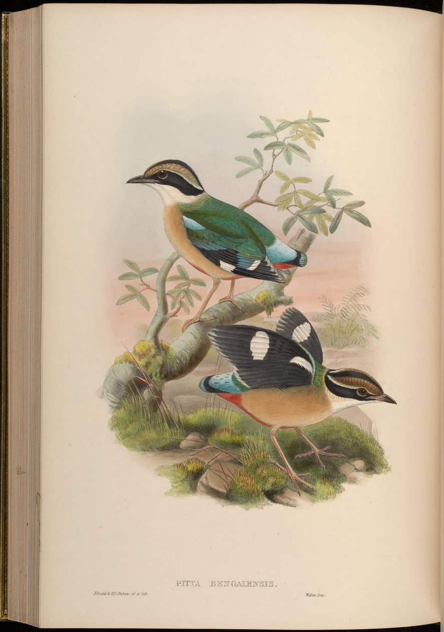 Pitta bengalensis = brachyura pitta de John Gould