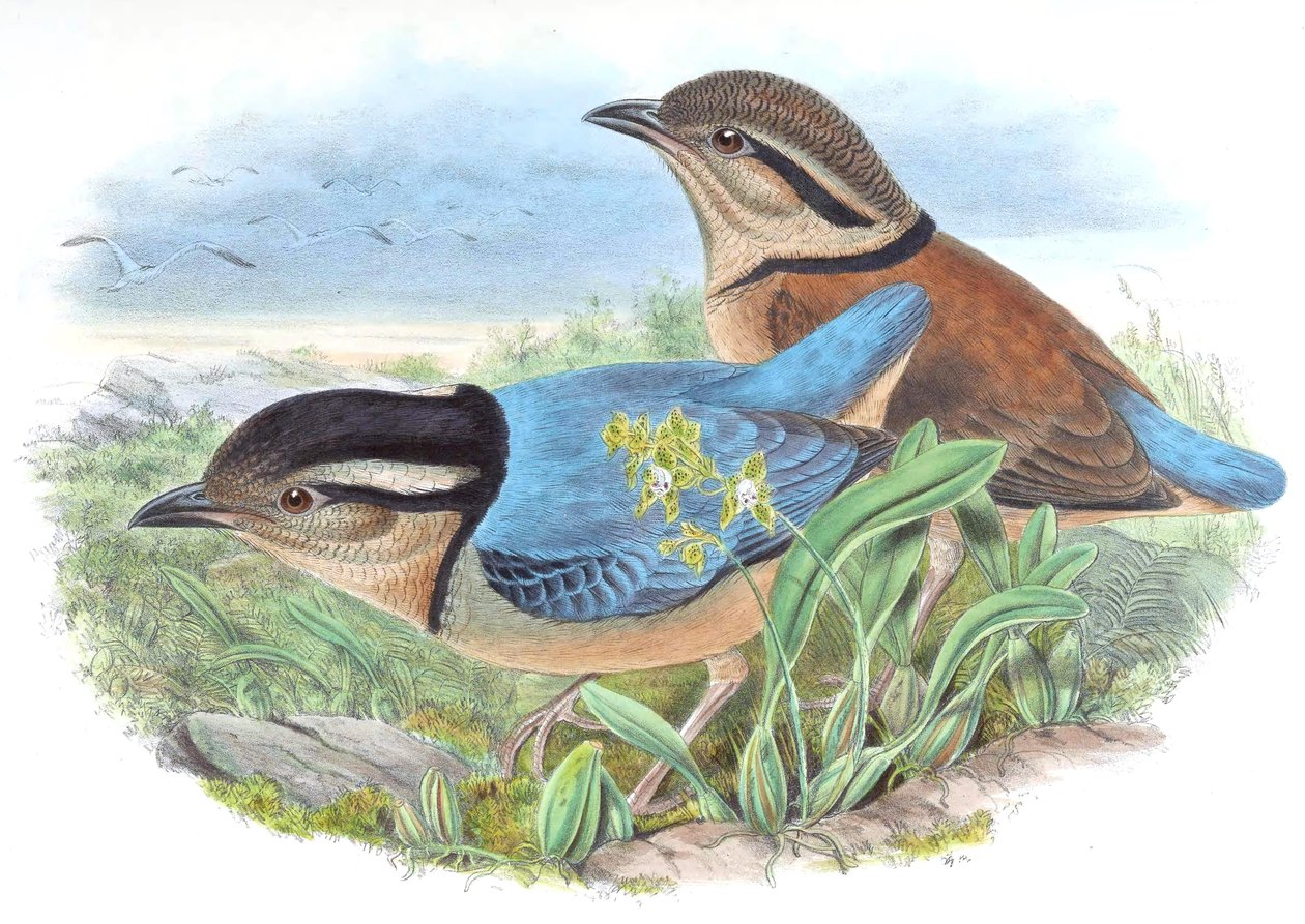 Pitta caerulea = Hydrornis caeruleus de John Gould