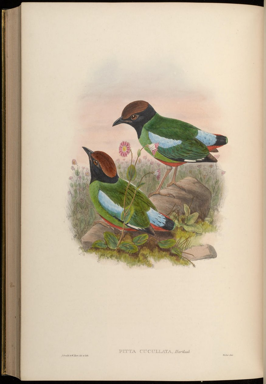 Pitta cucullata = Pitta sordida cucullata de John Gould