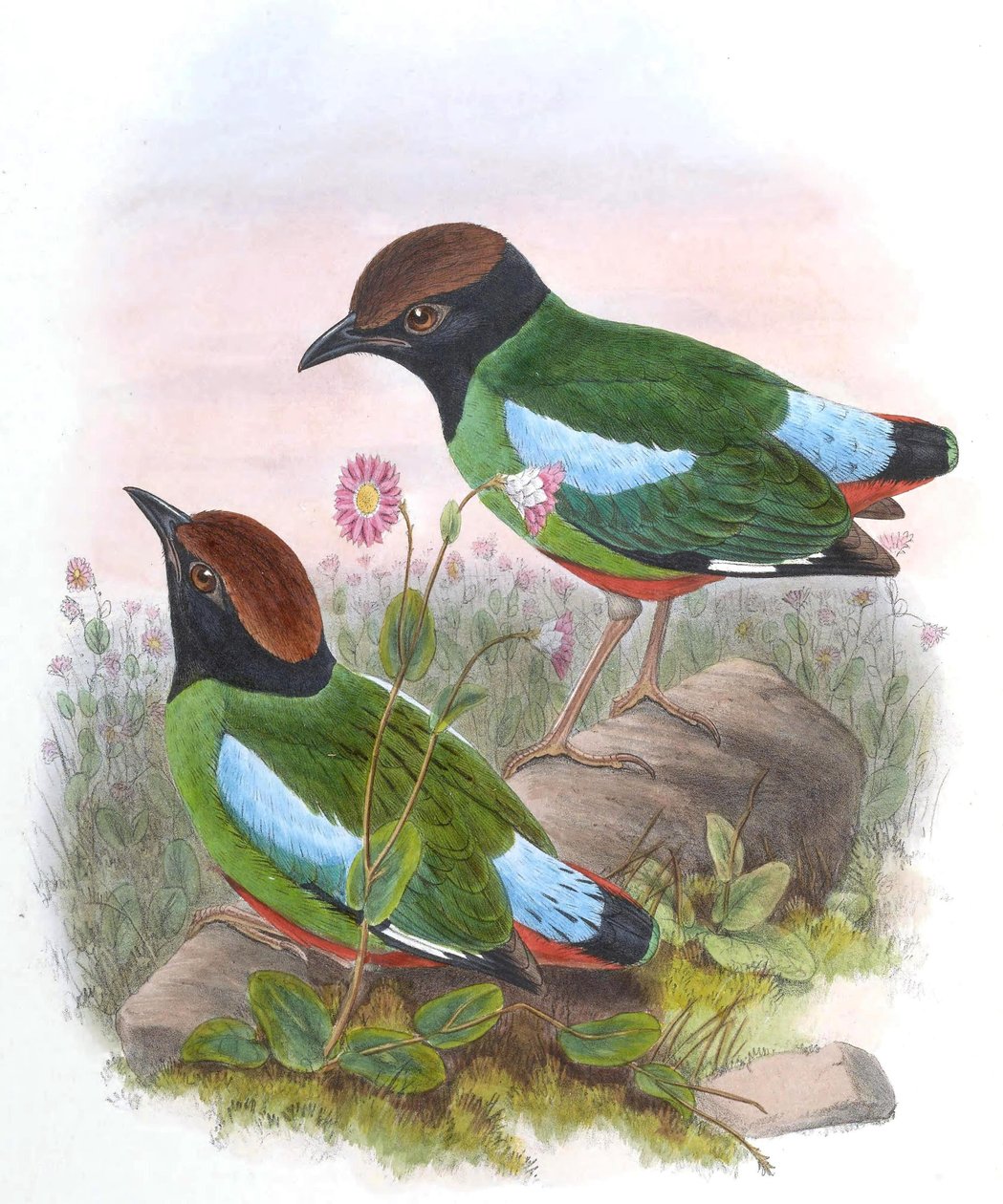 Pitta cucullata = Pitta colher cucullata de John Gould