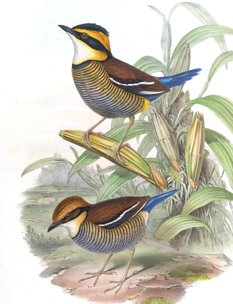 Pitta cyanura = Hydrornis (Guiana) Guiana de John Gould