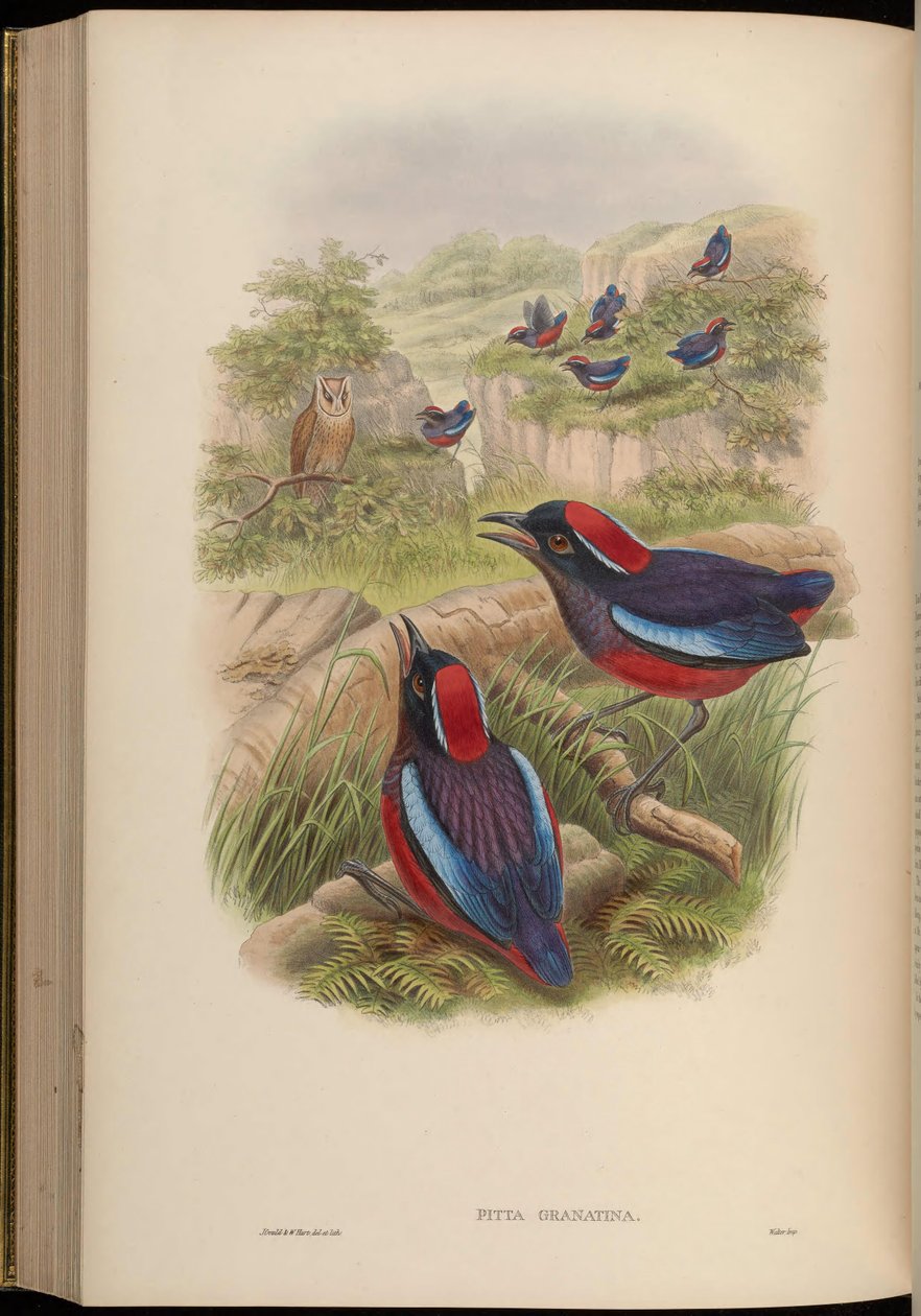 Granatina Pitta = Erythropitta granatina granatina de John Gould
