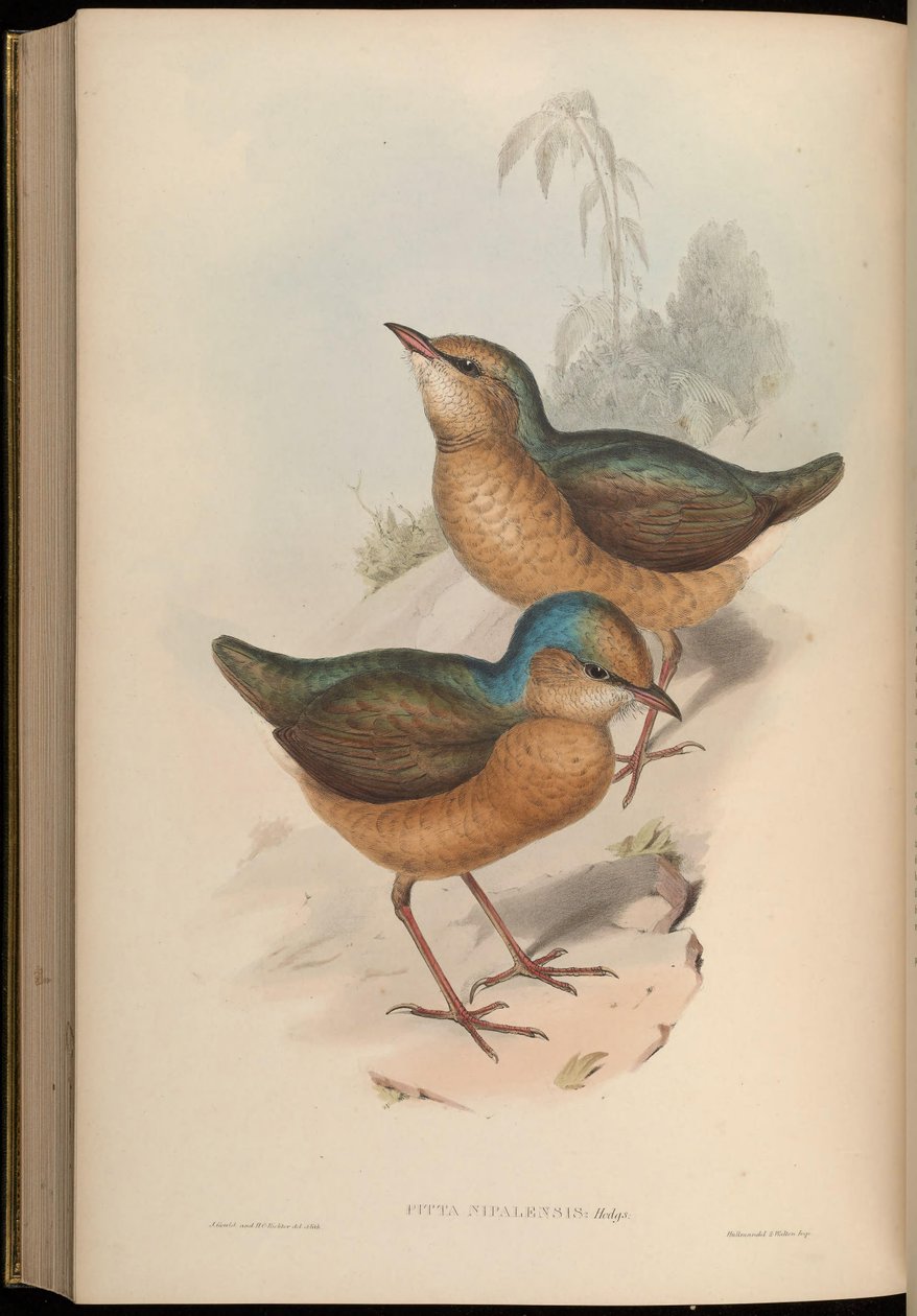 Pitta nipalensis = Hydrornis nipalensis de John Gould