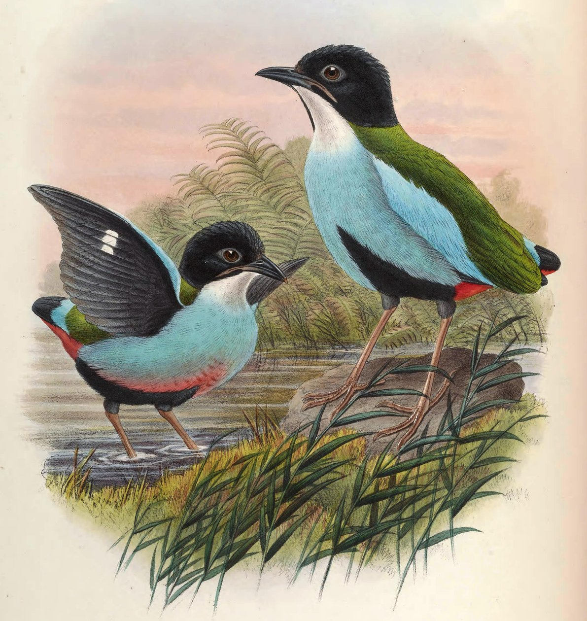 Pitta steerii de John Gould