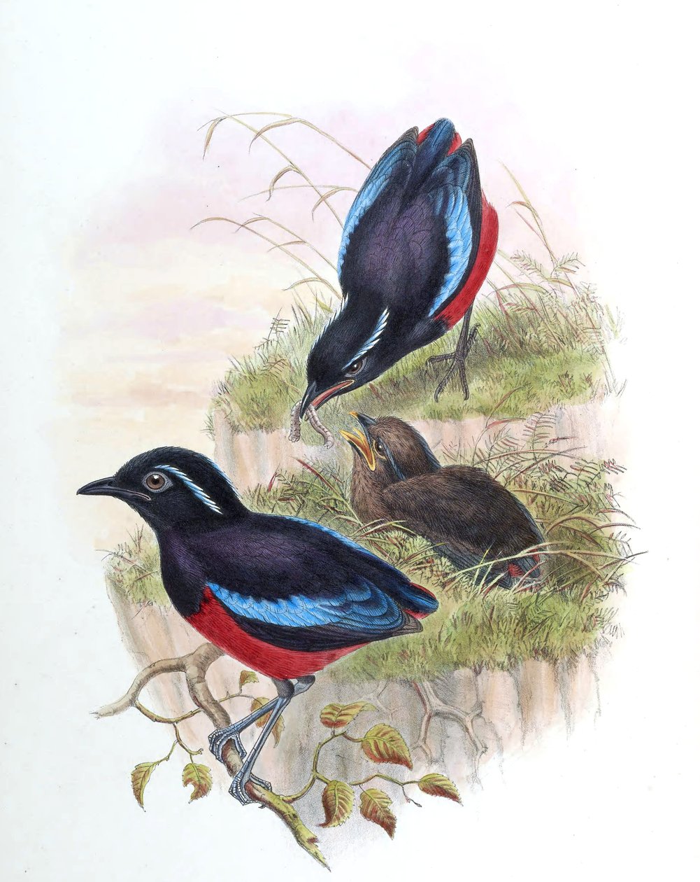 Pitta ussheri = Erythropitta ussheri de John Gould
