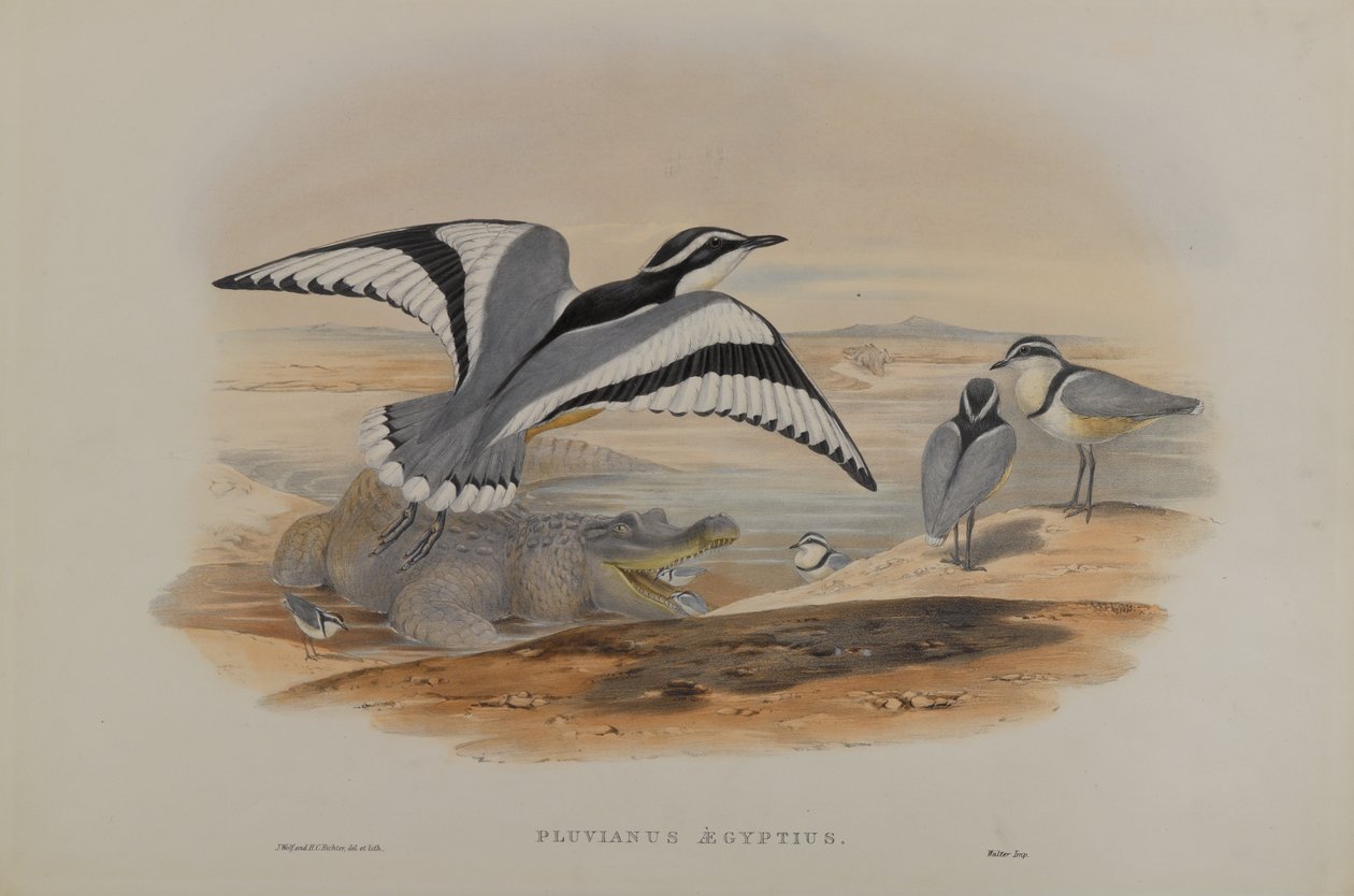O Pluvianus egípcia de John Gould