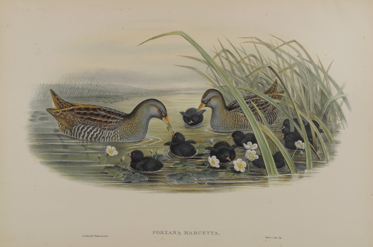 Porzana Maruetta - Guindaste Manchado de John Gould