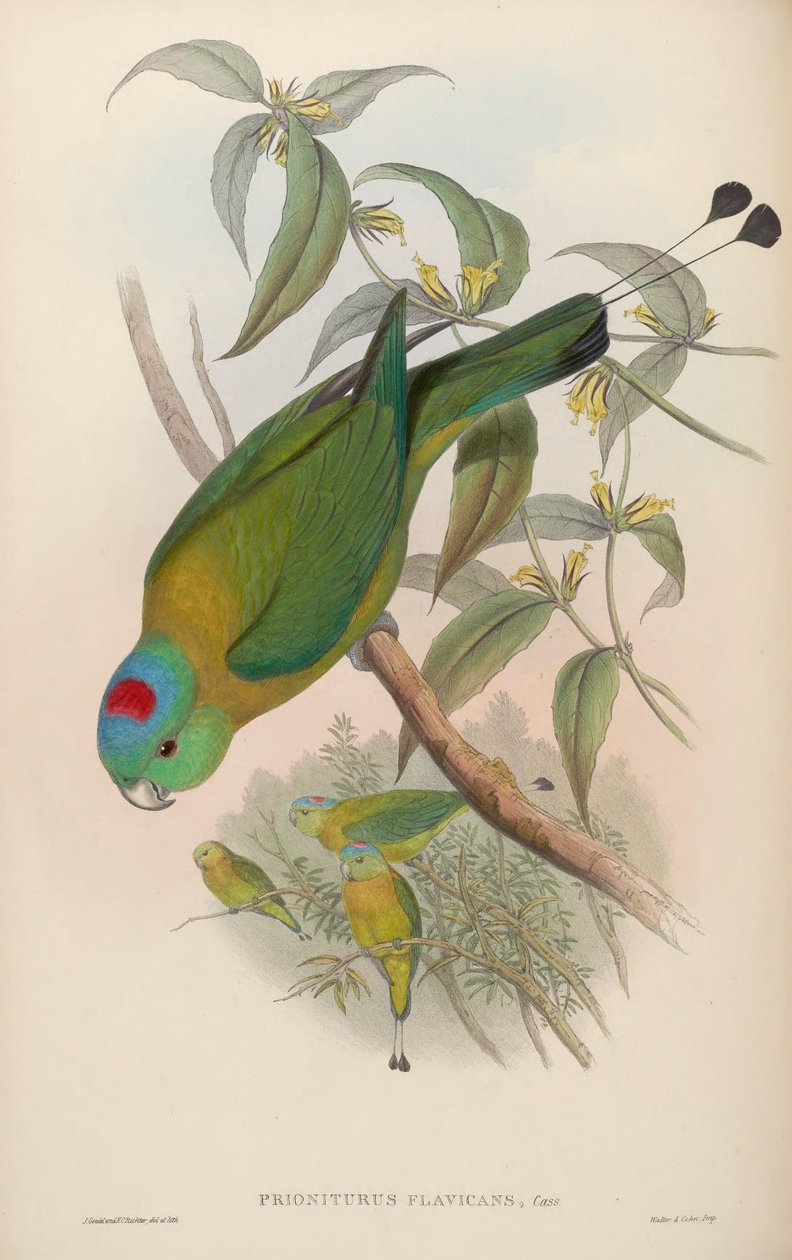 flavicans Prioniturus de John Gould