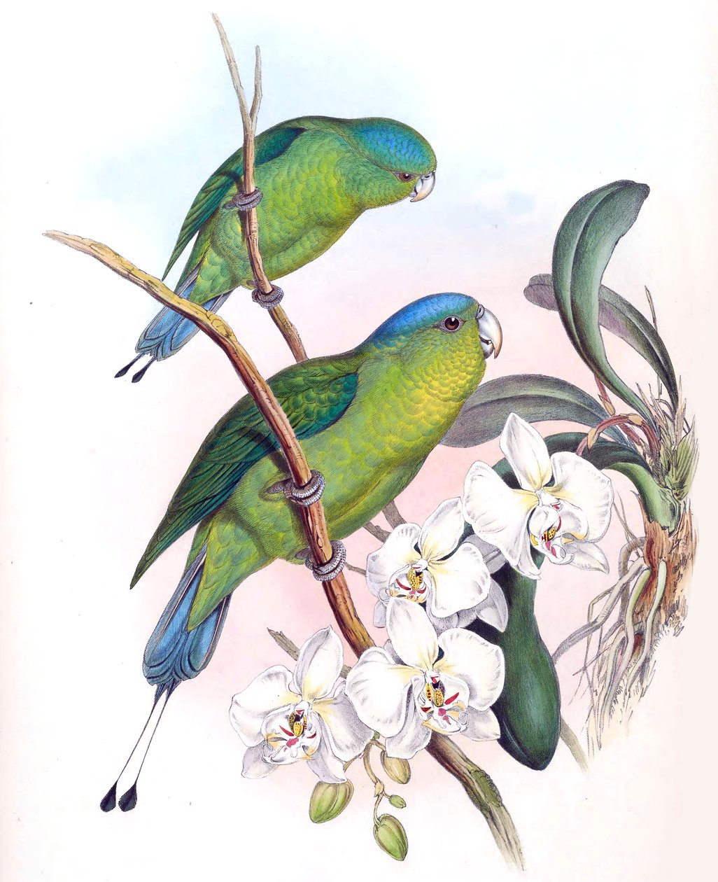 Prioniturus spatuliger = Prioniturus discurus de John Gould