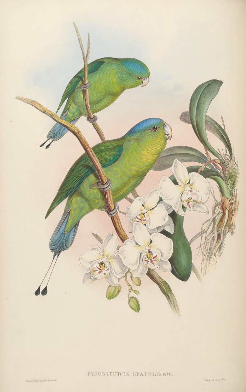 Prioniturus spatuliger = Prioniturus discurus de John Gould