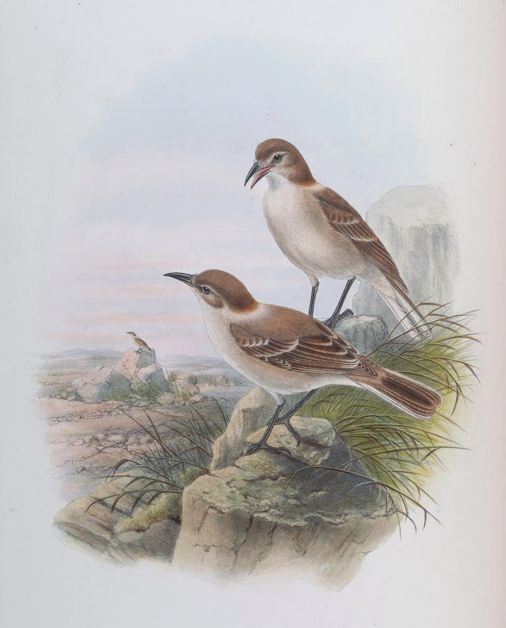 Pseudopodoces baixo &39;(syn. Parns baixo) de John Gould
