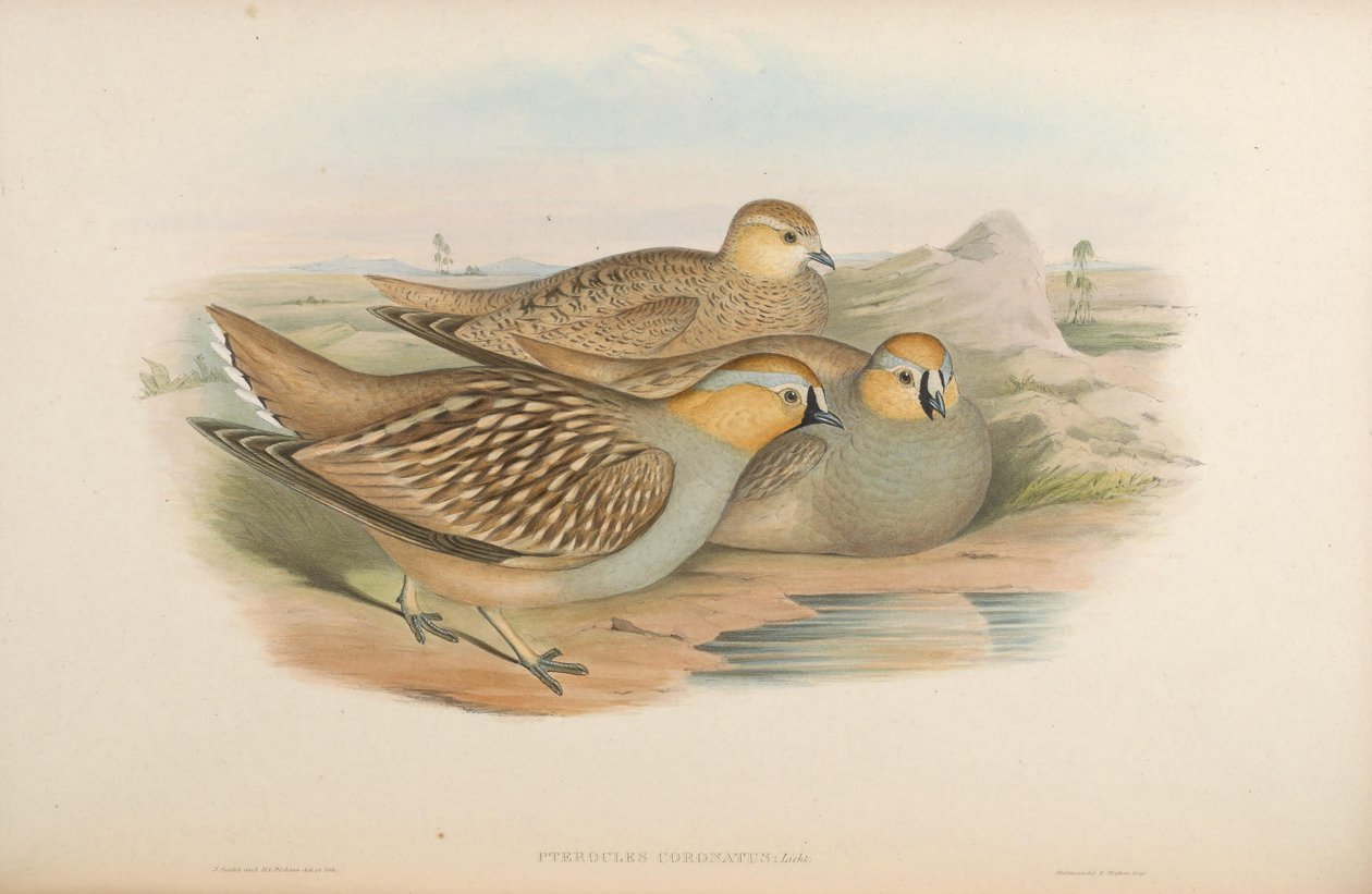 coronatns Pterocles de John Gould